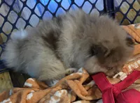 Ckc champion pedigree bear, a male Pomeranian for sale in Fort Wayne, IN – Photo 3 of 4