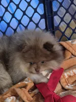 Ckc champion pedigree bear, a male Pomeranian for sale in Fort Wayne, IN – Photo 4 of 4