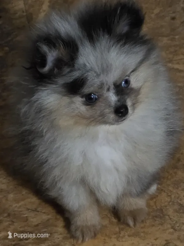 Aca tiny blue merle harley – Pomeranian puppy for sale in Kendallville, IN