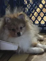 Ckc champion pedigree toby, a male Pomeranian for sale in Fort Wayne, IN – 4 of 6