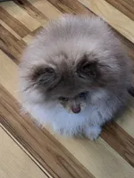 Ckc champion pedigree max , a male Pomeranian for sale in Fort Wayne, IN – 4 of 5