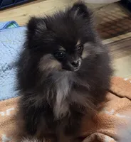 Akc champion pedigree maci, a female Pomeranian for sale in Kendallville, IN – 3 of 4