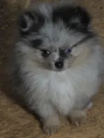 Aca beautiful blue and tan boy harley, a male Pomeranian for sale in Kendallville, IN – 4 of 8