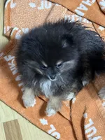 Akc Betty , a female Pomeranian for sale in Fort Wayne, IN – 4 of 4