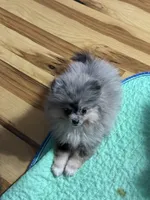 Akc Wilma , a female Pomeranian for sale in Fort Wayne, IN – 2 of 5