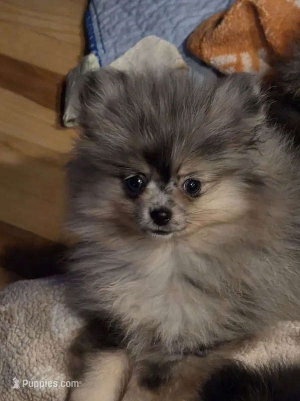 Akc champion pedigree dolly – Pomeranian puppy for sale in Kendallville, IN