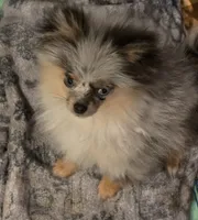 Aca tiny blue merle harley, a male Pomeranian for sale in Kendallville, IN – 4 of 5