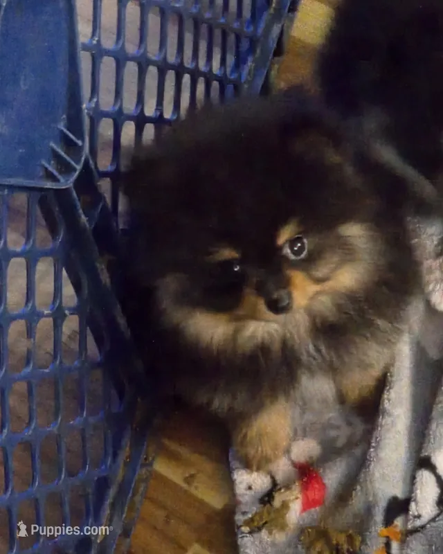 Akc champion pedigree bo – Pomeranian puppy for sale in Kendallville, IN