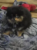 Akc champion pedigree bow, a male Pomeranian for sale in Kendallville, IN – 4 of 4