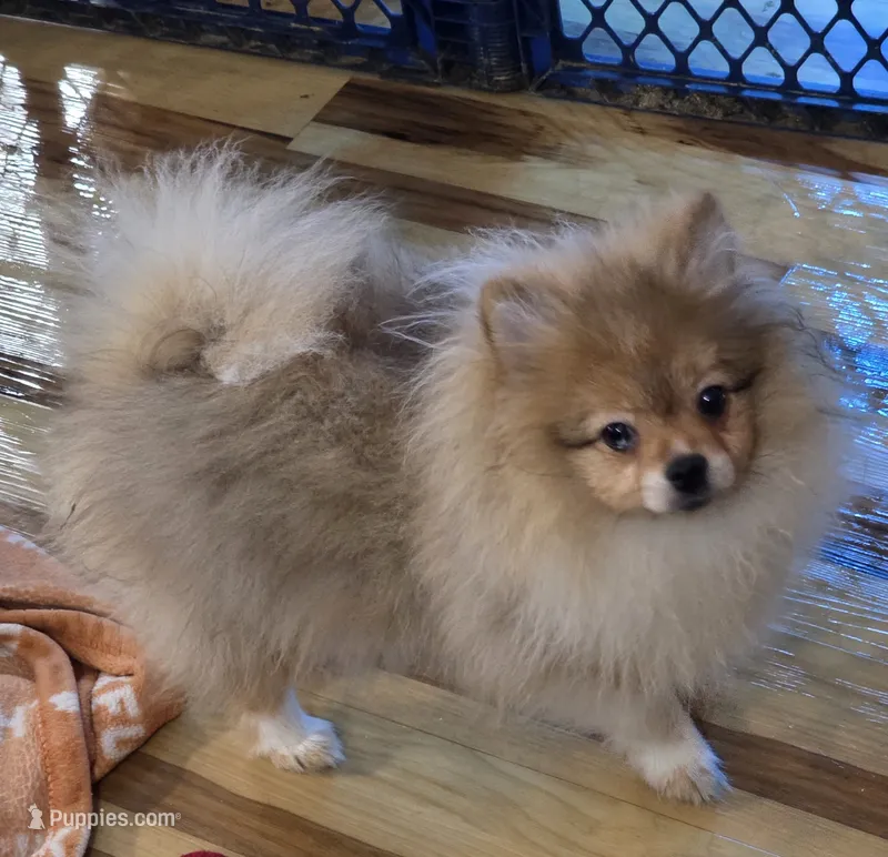 Ckc champion pedigree toby – Pomeranian puppy for sale in Fort Wayne, IN