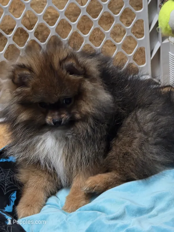 Akc champion pedigree teddy bear Pomeranian willow – Pomeranian puppy for sale in Kendallville, IN