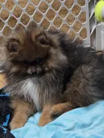 Akc champion pedigree teddy bear Pomeranian willow, a female Pomeranian for sale in Kendallville, IN – 1 of 5