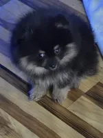 Akc champion pedigree molly , a female Pomeranian for sale in Kendallville, IN – 7 of 7