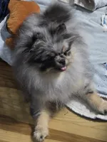 Akc grand champion pedigree molly , a female Pomeranian for sale in Fort Wayne, IN – 10 of 10