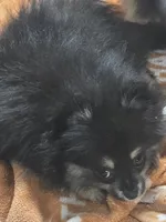 Akc champion pedigree bear, a male Pomeranian for sale in Kendallville, IN – 2 of 5