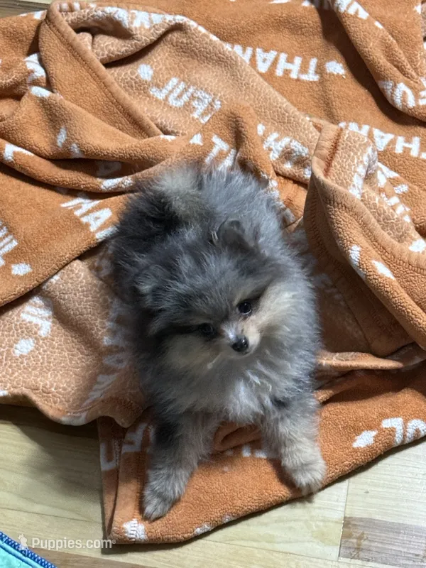 Akc Denny  – Pomeranian puppy for sale in Fort Wayne, IN