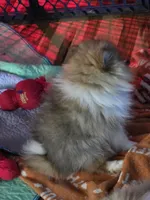 Ckc tiny teddy bear face bear, a male Pomeranian for sale in Fort Wayne, IN – Photo 7 of 7
