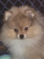Ckc tiny teddy bear face bear, a male Pomeranian for sale in Fort Wayne, IN – Photo 2 of 7