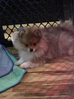 Ckc tiny teddy bear face bear, a male Pomeranian for sale in Fort Wayne, IN – Photo 6 of 7