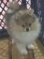 Ckc tiny teddy bear face bear, a male Pomeranian for sale in Fort Wayne, IN – Photo 5 of 7