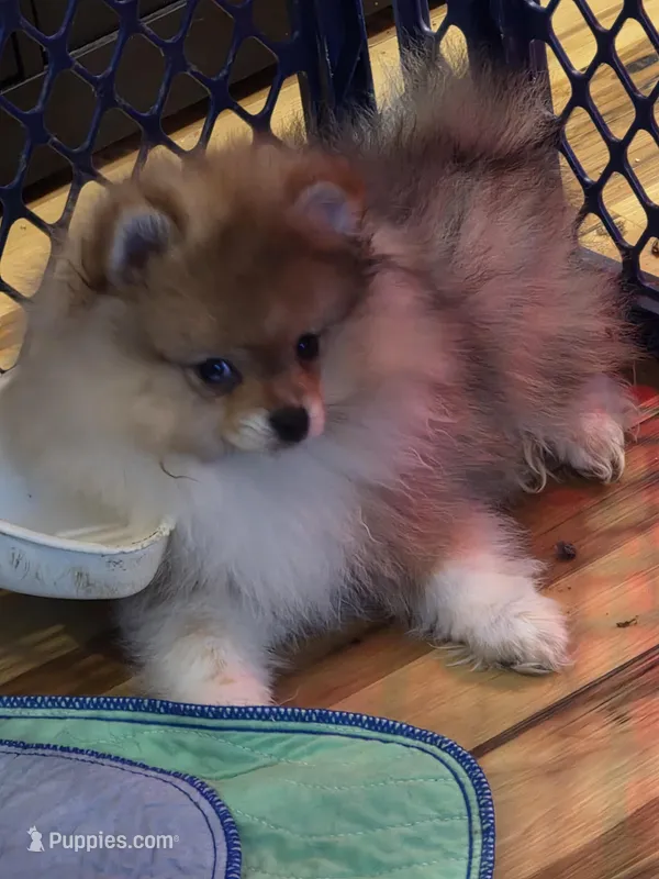 Ckc tiny teddy bear face bear, a male Pomeranian for sale in Fort Wayne, IN – Photo 1 of 7