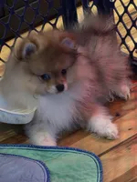Ckc tiny teddy bear face bear, a male Pomeranian for sale in Fort Wayne, IN – Photo 1 of 7