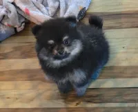 Teddy , a male Pomeranian for sale in Fort Wayne, IN – 3 of 3