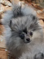 Akc champion pedigree tiny dolly, a female Pomeranian for sale in Kendallville, IN – 2 of 4