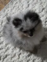 Aca beautiful blue and tan boy harley, a male Pomeranian for sale in Kendallville, IN – 7 of 8