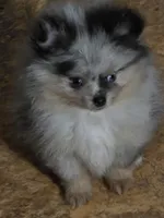 Aca tiny blue merle harley, a male Pomeranian for sale in Kendallville, IN – 6 of 8