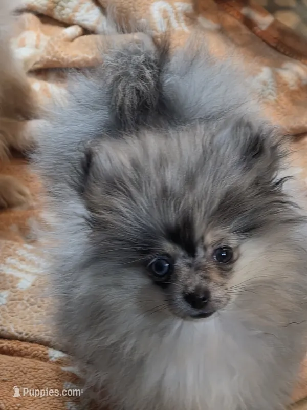 Akc champion pedigree dolly – Pomeranian puppy for sale in Kendallville, IN