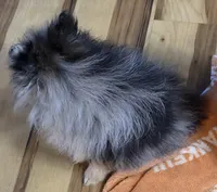 Akc champion pedigree tanner, a male Pomeranian for sale in Kendallville, IN – 5 of 6