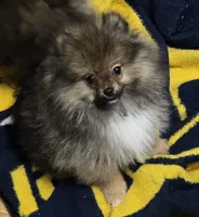 Alc champion pedigree willow, a female Pomeranian for sale in Kendallville, IN – 4 of 6
