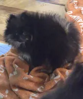 Akc champion pedigree bear, a male Pomeranian for sale in Kendallville, IN – 4 of 5