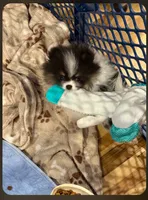 Aca very tiny tri baby girl, a female Pomeranian for sale in Kendallville, IN – 1 of 7