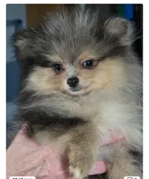 Akc champion pedigree tanner, a male Pomeranian for sale in Kendallville, IN – 1 of 4