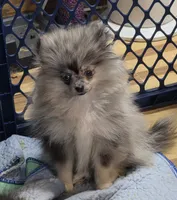 Akc champion pedigree dolly, a female Pomeranian for sale in Kendallville, IN – 5 of 6