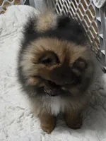 Akc champion pedigree beautiful jazzy, a female Pomeranian for sale in Kendallville, IN – 5 of 6