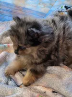 Dolly, a female Pomeranian for sale in Fort Wayne, IN – 4 of 4