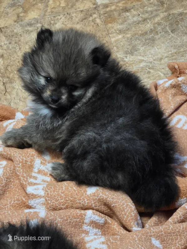 Akc champion pedigree Aspen – Pomeranian puppy for sale in Kendallville, IN