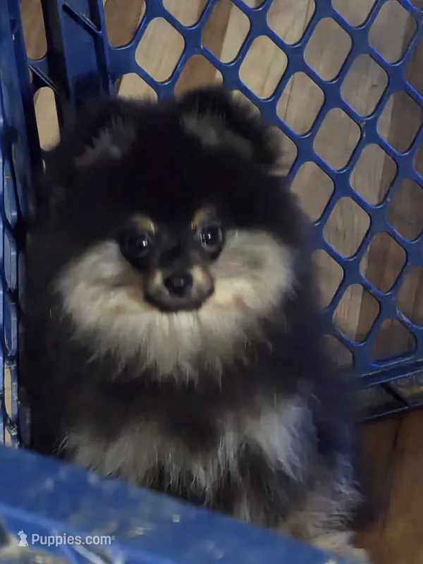 Akc champion pedigree macy – Pomeranian puppy for sale in Kendallville, IN