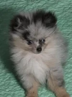 Aca champion pedigree blue eyed harley, a male Pomeranian for sale in Kendallville, IN – 2 of 10