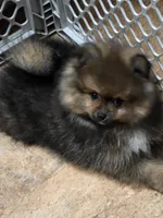 Akc champion pedigree minnie , a female Pomeranian for sale in Kendallville, IN – 3 of 5