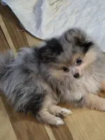 Akc champion pedigree batgirl, a female Pomeranian for sale in Kendallville, IN – 2 of 5