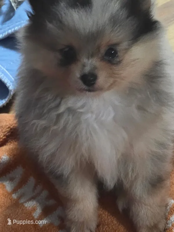 Wilma  – Pomeranian puppy for sale in Fort Wayne, IN