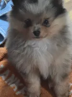 Wilma , a female Pomeranian for sale in Fort Wayne, IN – 1 of 4