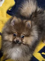 Alc champion pedigree willow, a female Pomeranian for sale in Kendallville, IN – 2 of 6