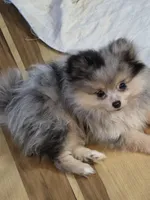 Akc champion pedigree batgirl, a female Pomeranian for sale in Kendallville, IN – 7 of 7