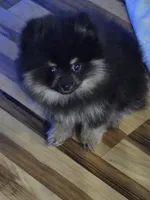 Akc champion pedigree molly , a female Pomeranian for sale in Kendallville, IN – 4 of 7