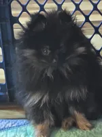 Akc champion pedigree molly , a female Pomeranian for sale in Kendallville, IN – 3 of 5